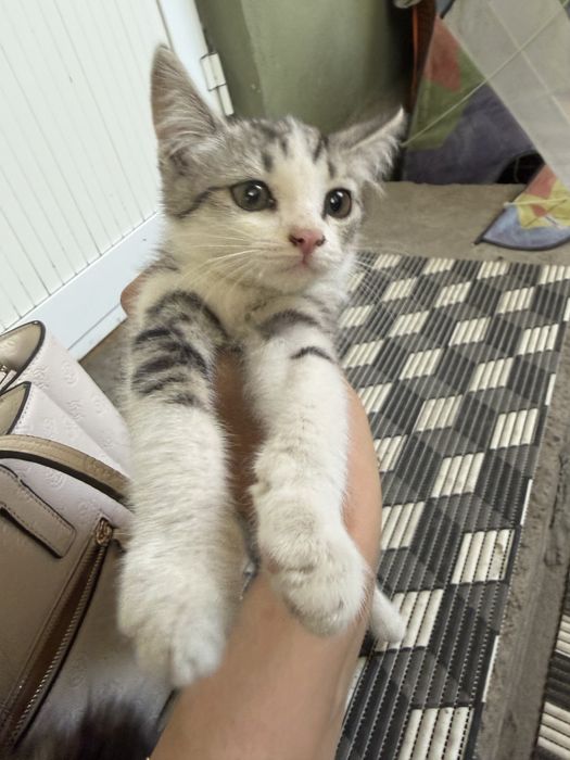 Котята девочки красавицы!
