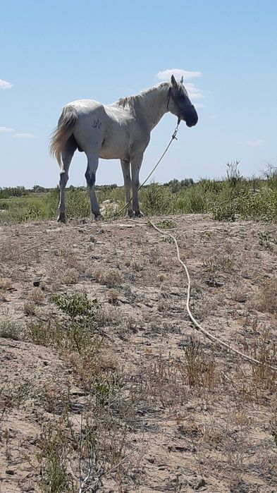 Айғыр сатылады..