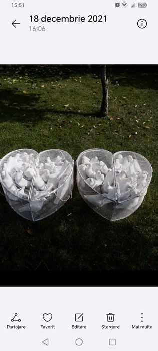 Închirieri porumbei evenimente