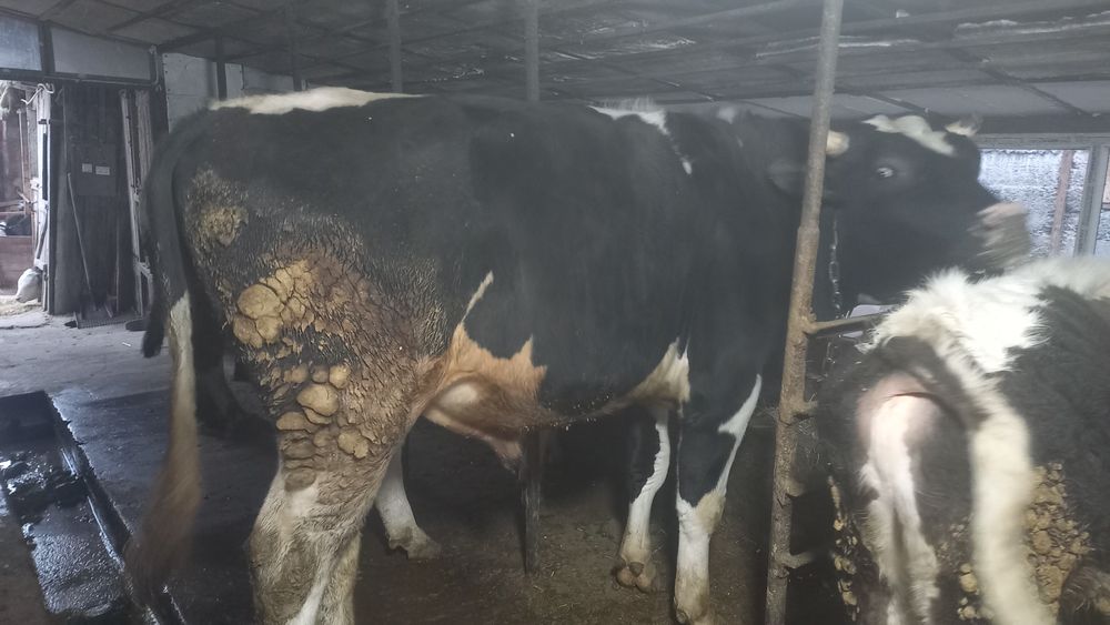 Продам голштеин 2 года возраст