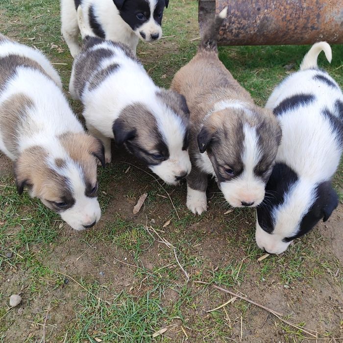 Алабай кушиктеры