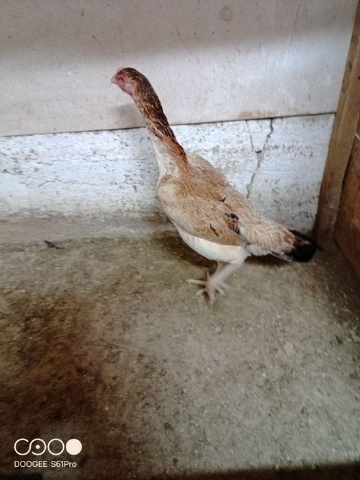 Продам петуха и курицу