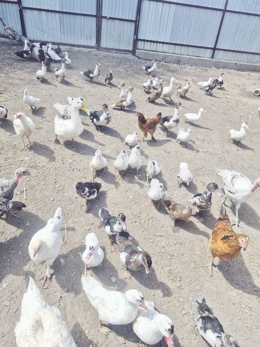 Продам индоуток.