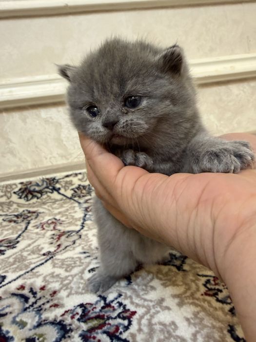 Британские котята премиум-класса