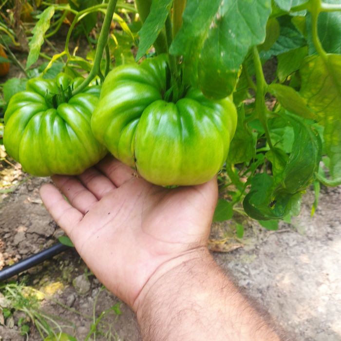 Răsaduri roșii Paris f1 si Prekos F1