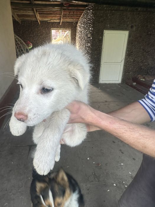 Отдам щенков в хорошие руки