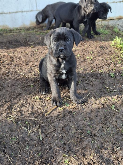 Кане Корсо Италиано