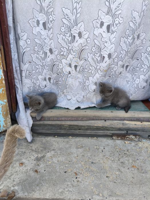 Продам британских котят девочки