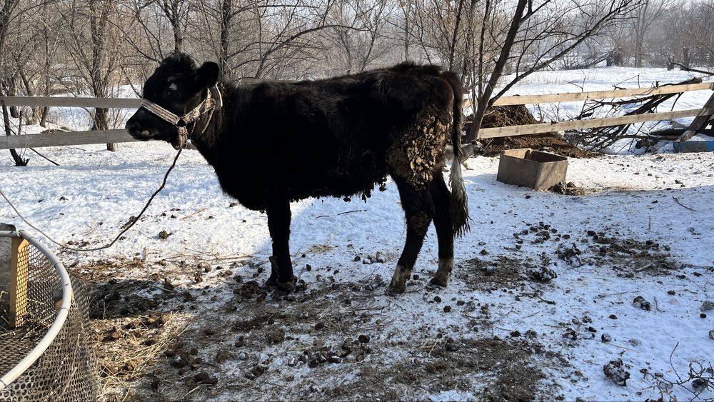 Соғымға арналған ұрғашы тайынша