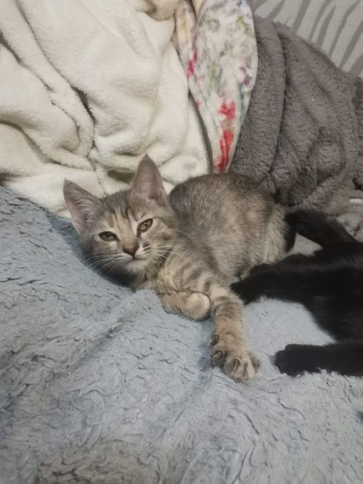 Отдам котят/ котёнка