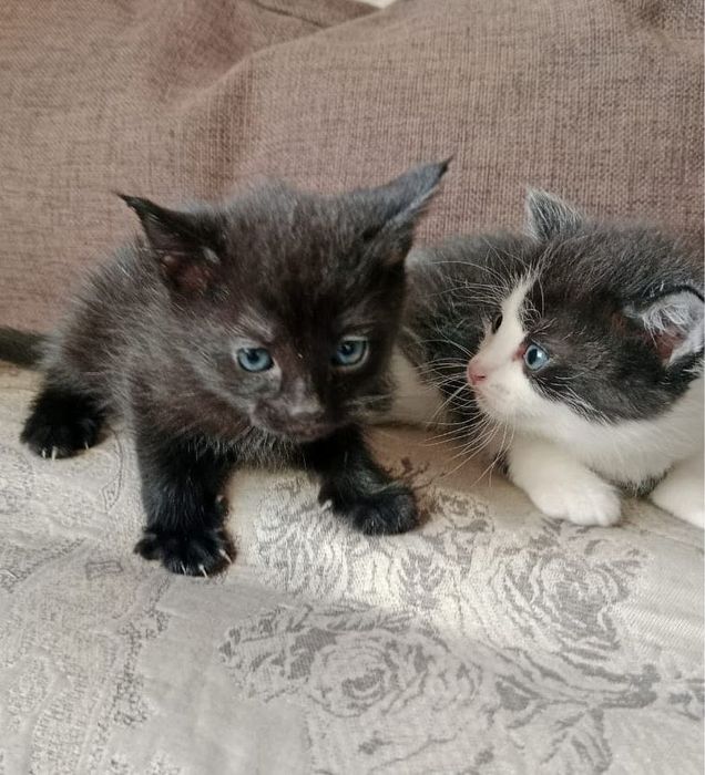 Сына-сыночек и Три лапочки дочки :-)