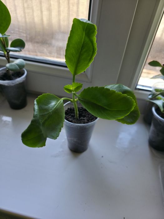 Продам цветочки недорого
