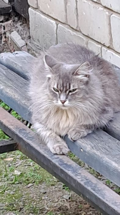 Пропала кошка летом
