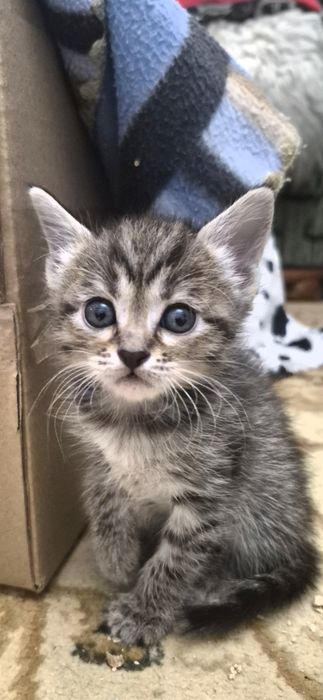 Милые котята ждут своих добрых хозяев! Остался 1котенок-девочка!.
