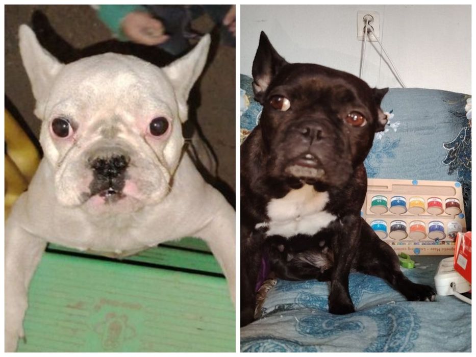 Французские бульдоги