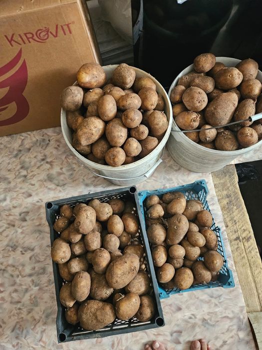 Продам картошку домашнюю