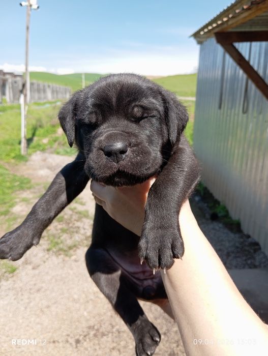 Замечательные щенки породы Кане-Корса