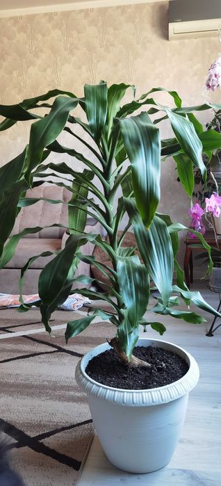 Дроцена широколистная