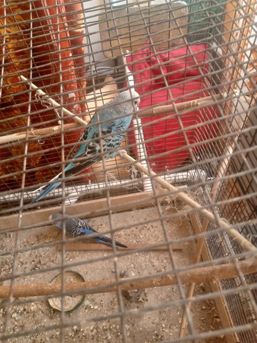 Папугайлар сотилади