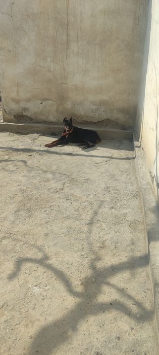 Doberman urg‘ochi 1 yarim yosh ro‘vna