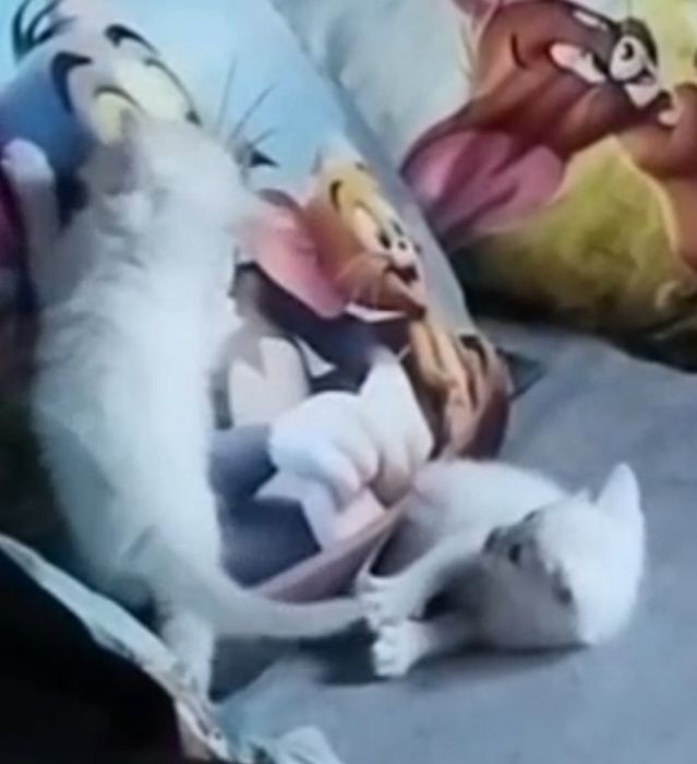 Отдам котят в добрые руки, мальчики