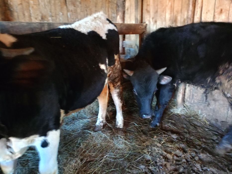 Продам двух быков с откорма.