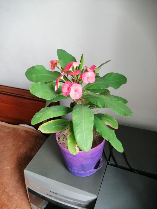 Продам комнатные цветы