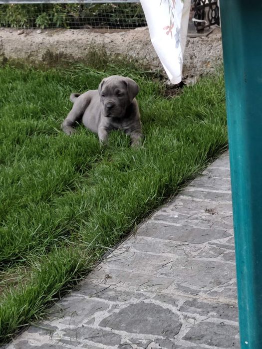 Бебета Кане Корсо