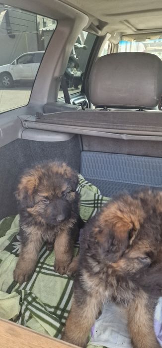 Щенки немецкая овчарка