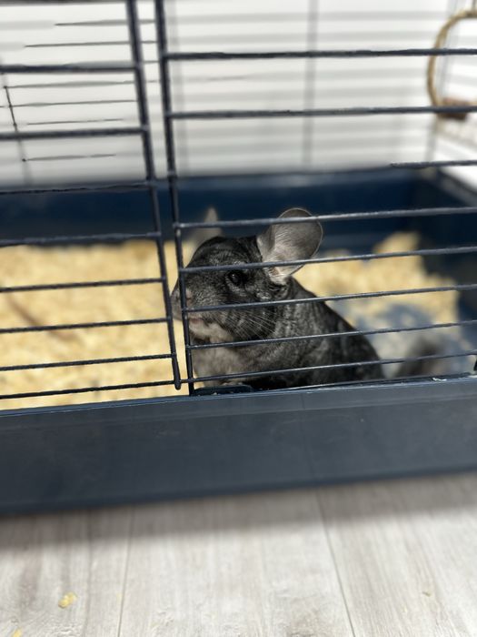 Vand Chinchilla + Cusca echipata