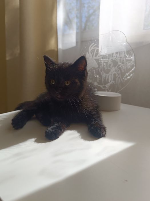 Отдам котенка в добрые руки