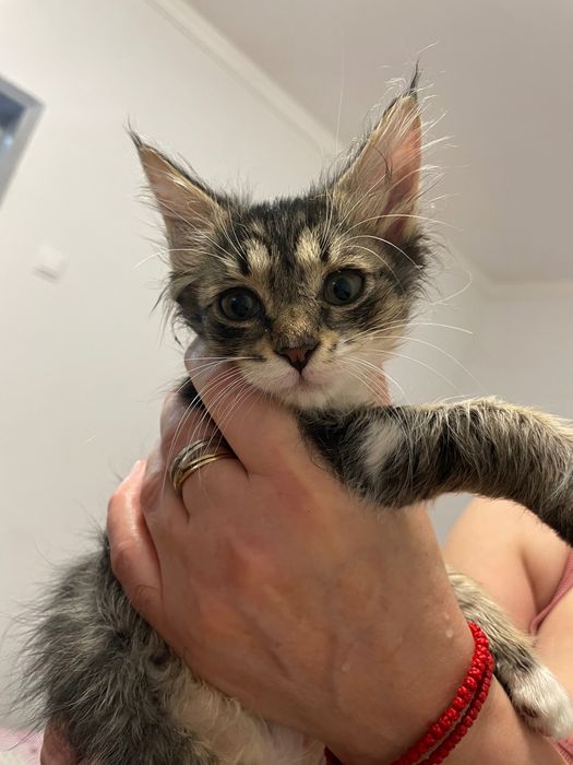 Котята бесплатно!
