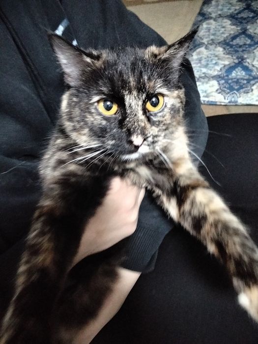 Кошка по имени "Карамелька",черепахового окраса