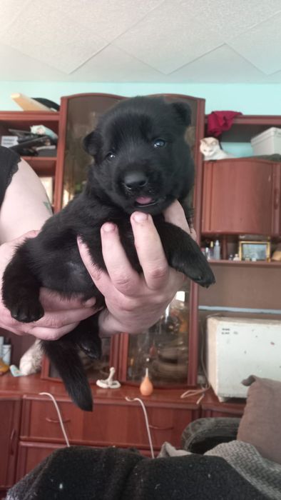 Готовятся к продаже щенки ВЕО