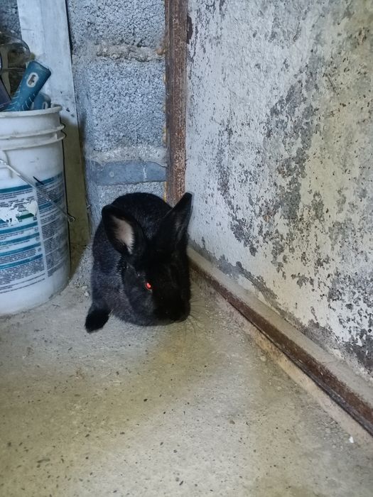 Үй қояны сатылады