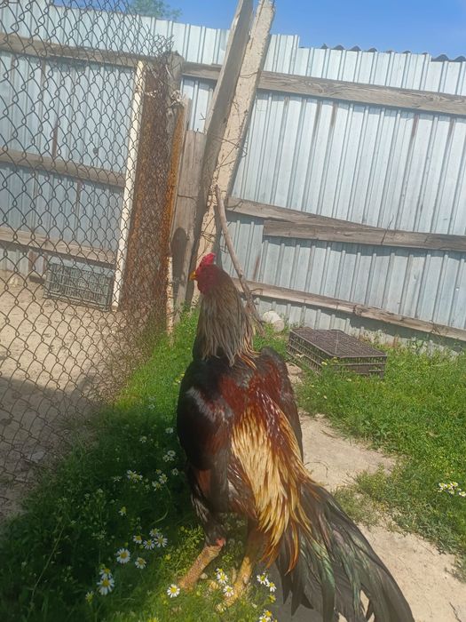 Дәкән кораз шамо