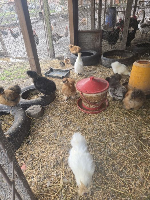 Петлета копринки