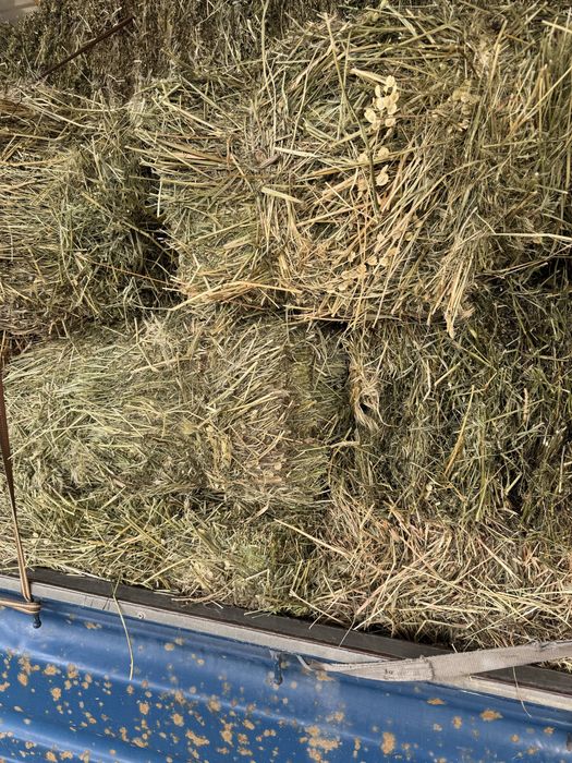 Сено в тюках разнотравье