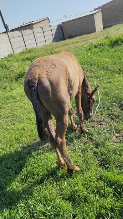 Жорга тай сатылады