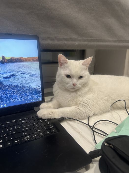 Отдам кошечку в добрые руки