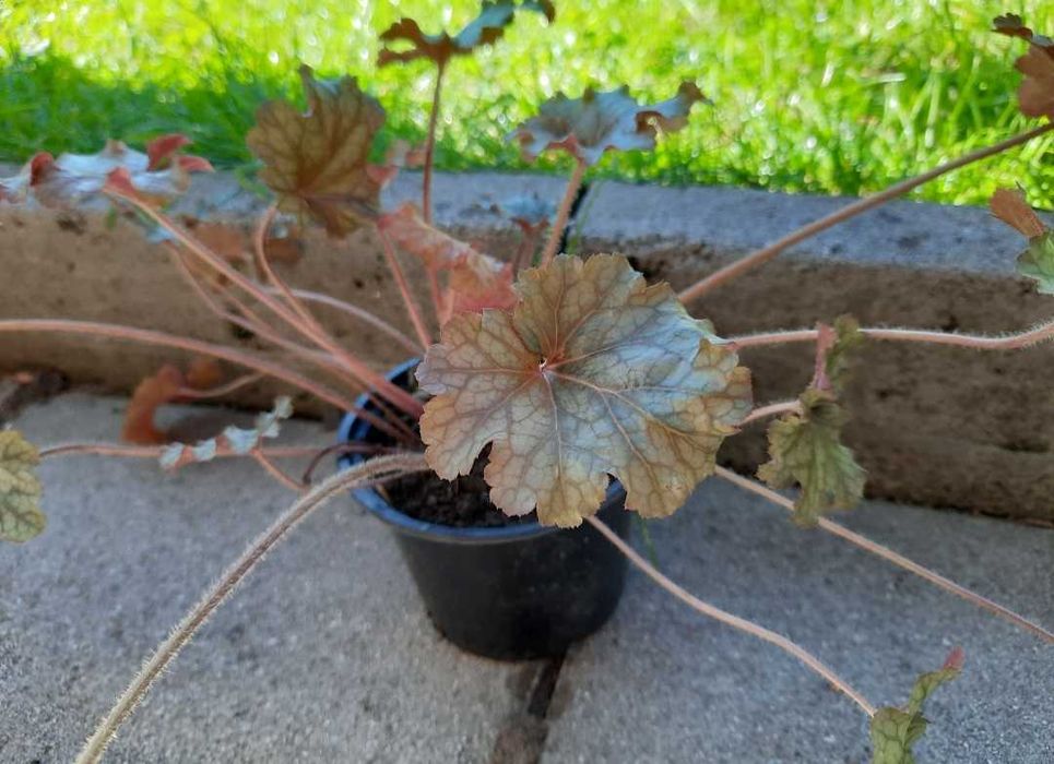 Хойхера - 5 вида