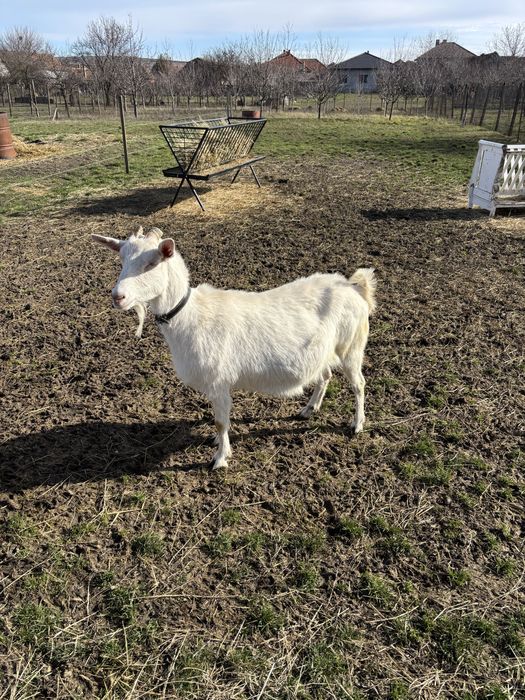 Vand 2 capre si o iada toate 3 gestante