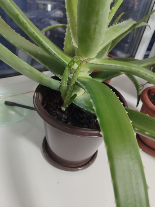 Алоэ.                            .