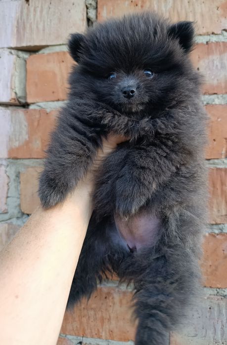 Щенки Немецкий шпиц