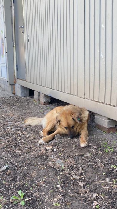 Песик ищет хороший дом