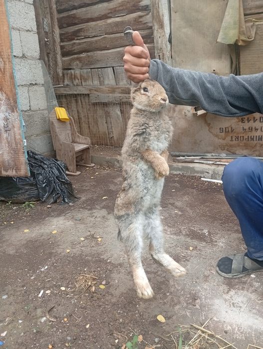 Кролик французский барон