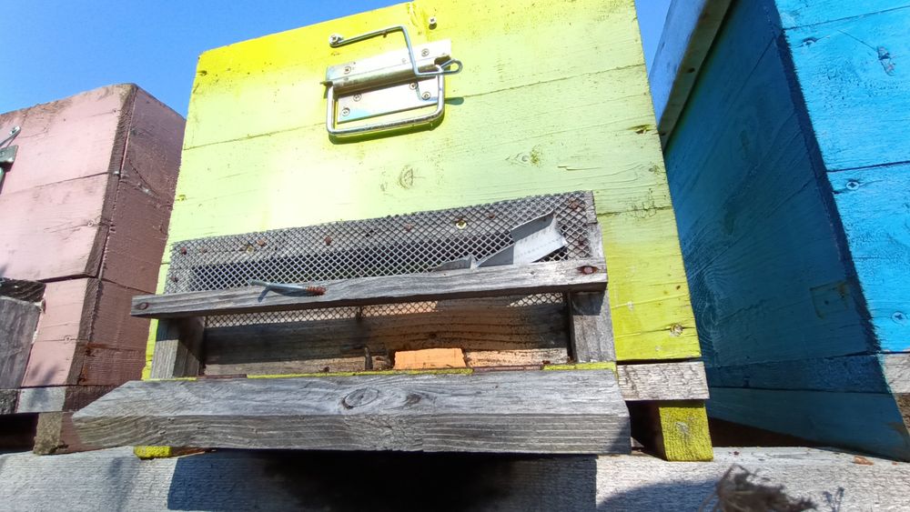 Vând lazi albine 10rame