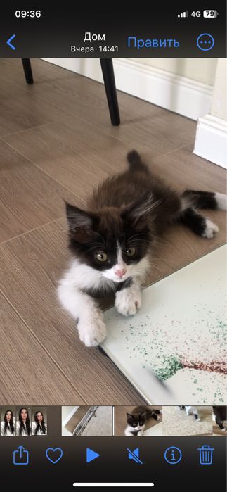 Котенок мальчик. Очень ласковый, любит играть.