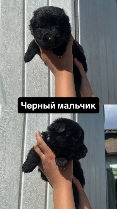 Щенки немецкой овчарки