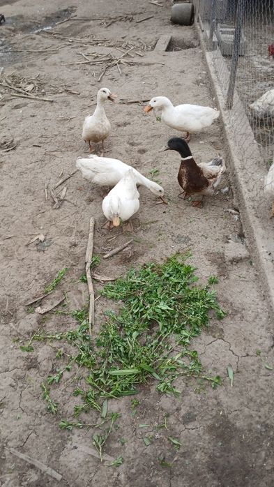 Rațe de vânzare     .